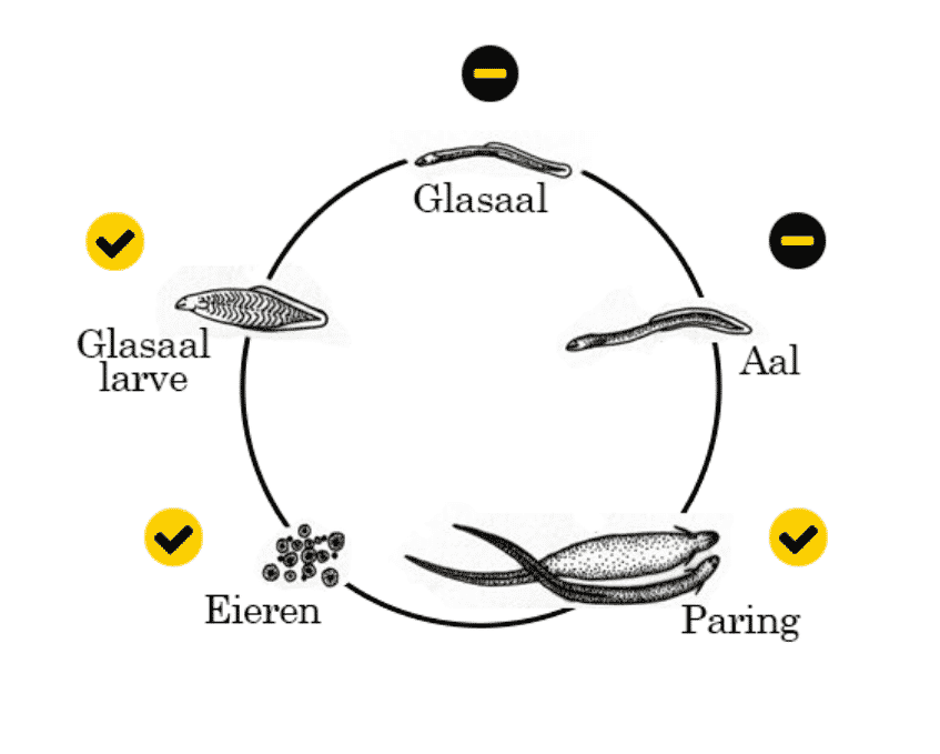 GlasaalVolendam_diagram